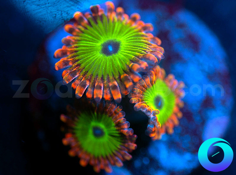 Electric Oompa Loompa