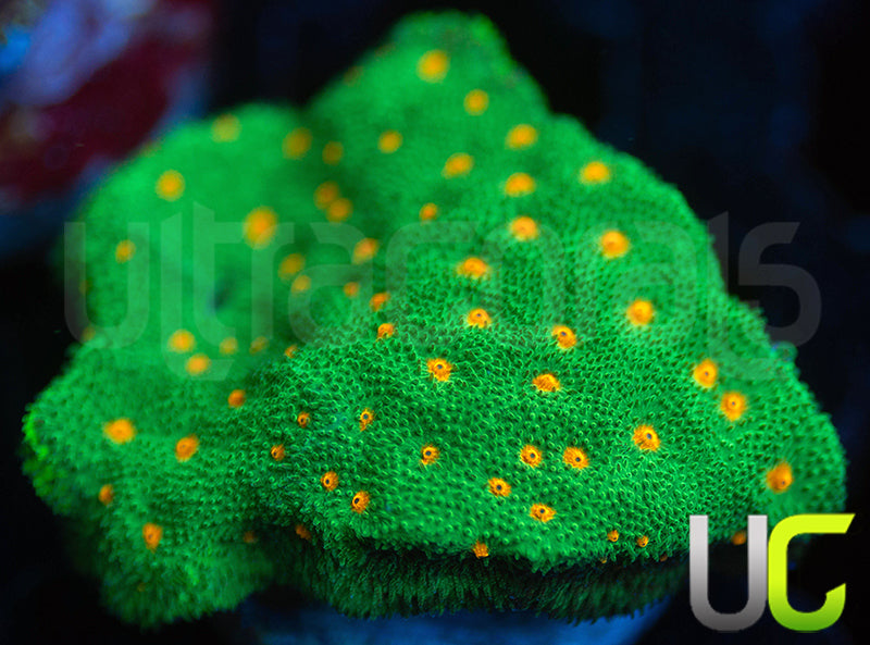 CC Smashing Pumpkins Psammocora