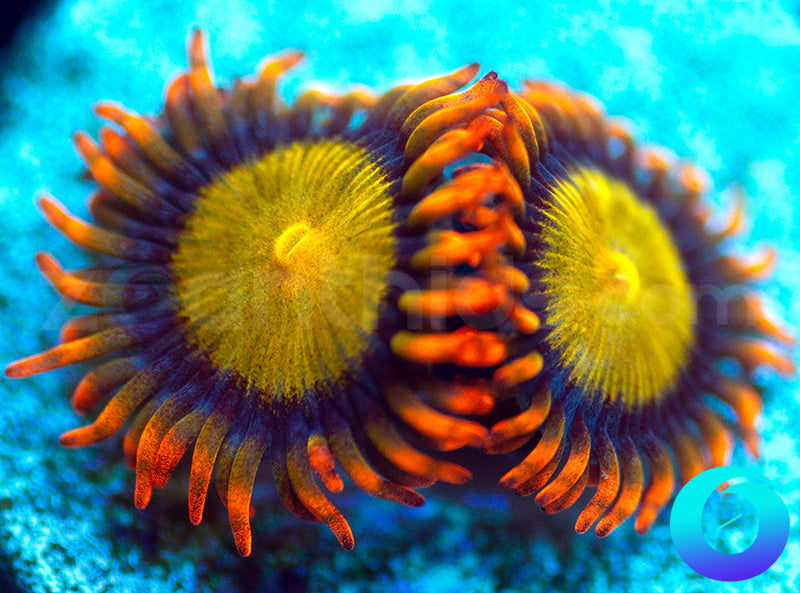 Mandarin Oranges