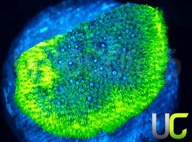 UC Blue Haze Psammocora