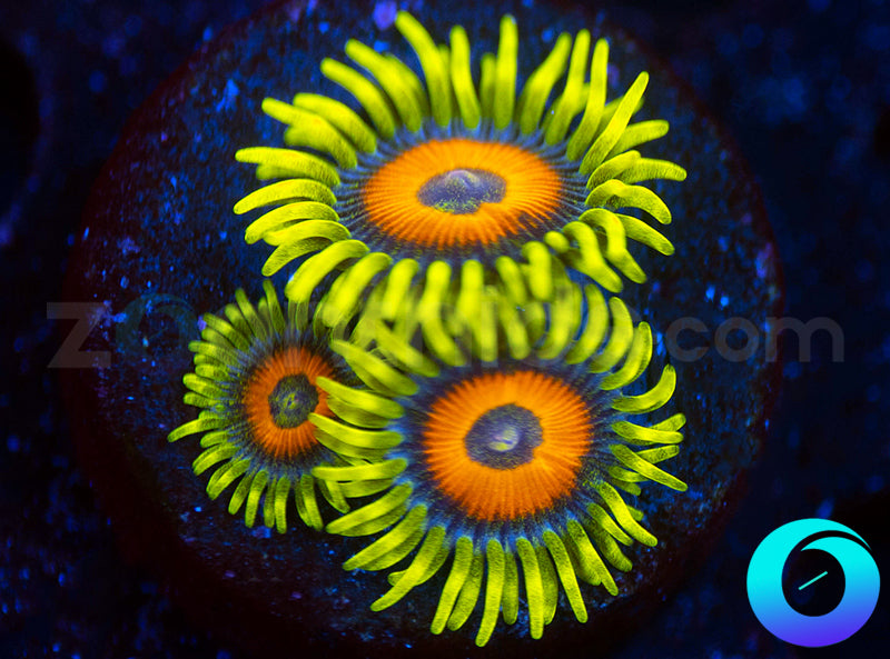 Super Sunflowers