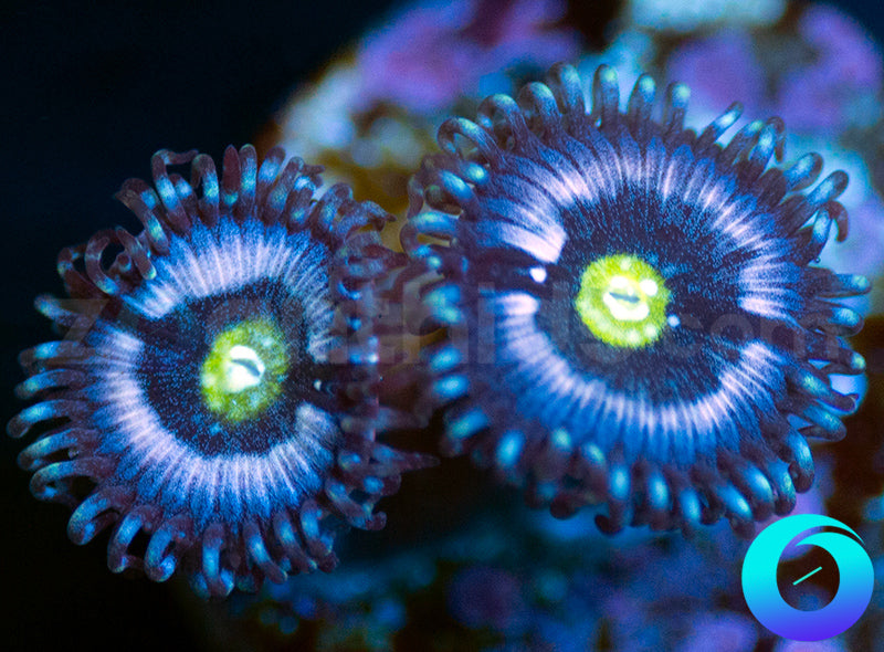 Blue Armageddon