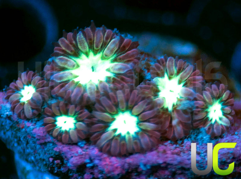 UC Mini Me Micro Merletti Blastos