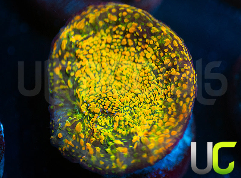 WWC Stellaria Chalice