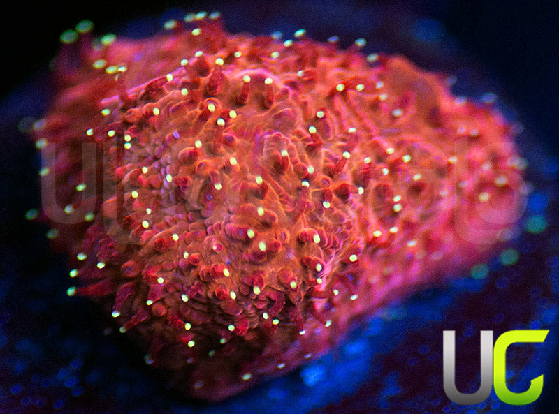 UC Fuzzy Fantasy Litho