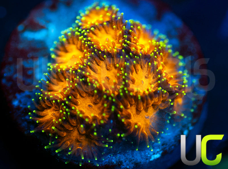 UC Lightning Tip Leptastrea