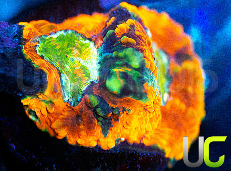 UC Pumpkin Splatter Acan Echinata