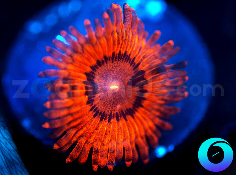 Little Red Riding Hood