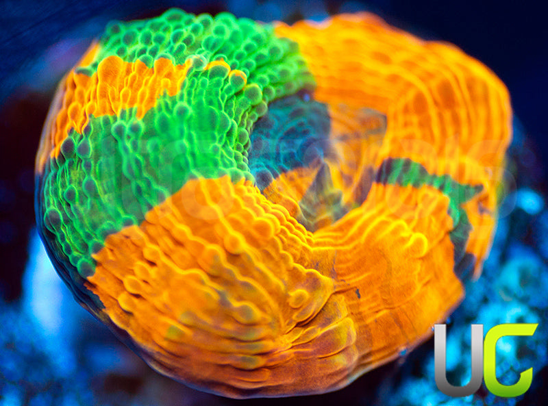 UC Orange Acan Maxima