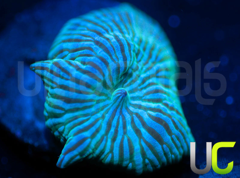 UC Blue Avatar Mushroom