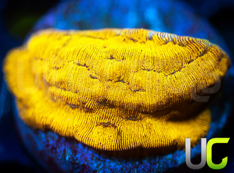 UC Golden Dragon Lepto