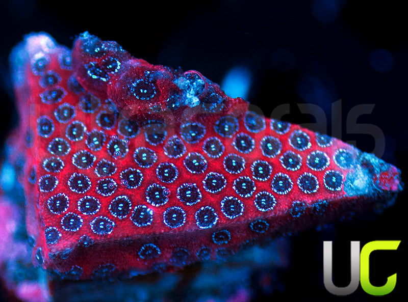 ECC Darth Maul Porites
