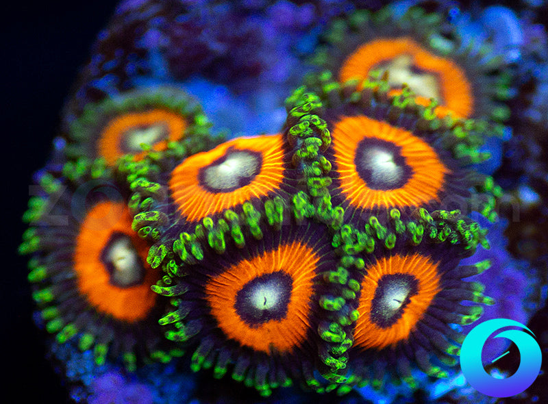 Atomic Orange