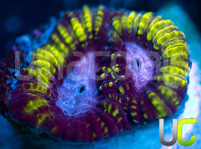 Raptors Rainbow Favia