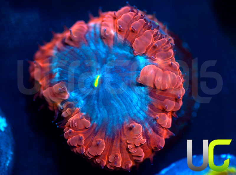 UC Forbidden Blue Blastos