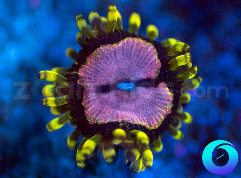 WWC Purple Monster