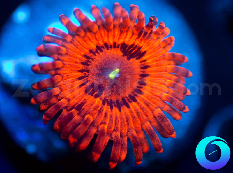 Little Red Riding Hood