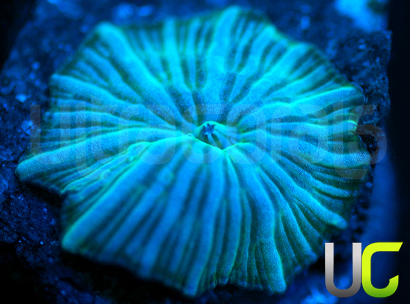 UC Blue Avatar Mushroom