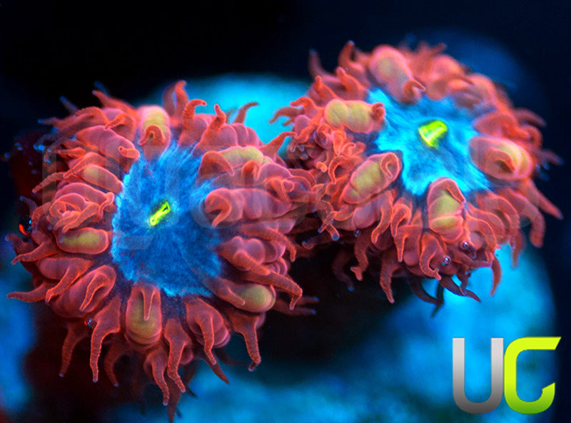 UC Blue Raven Blastos