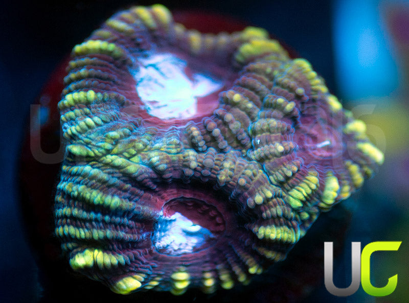 UC Blue Leopard Favia