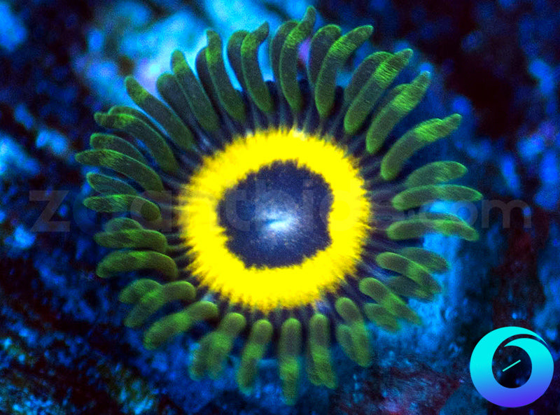 GloWorm