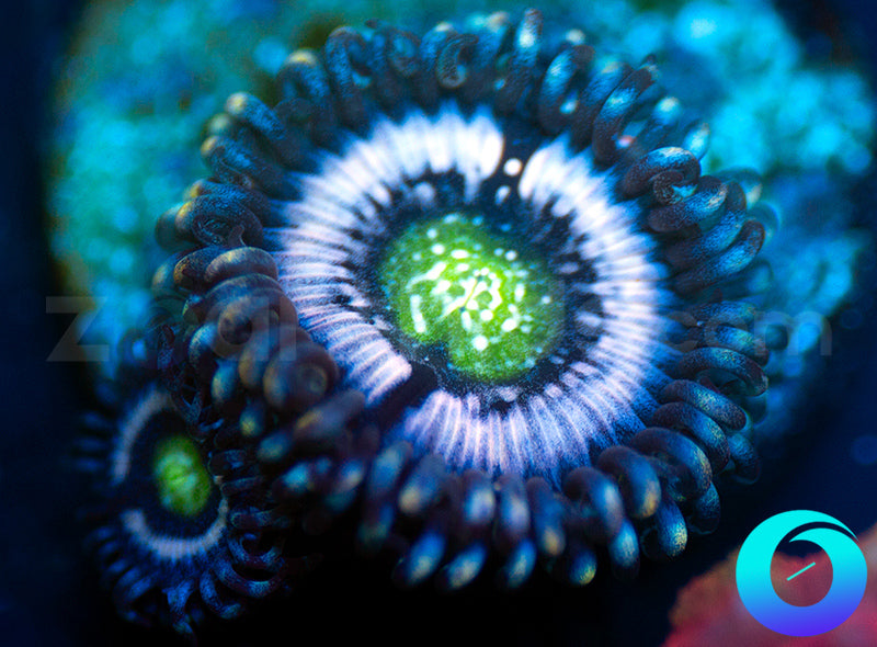 Blue Armageddon