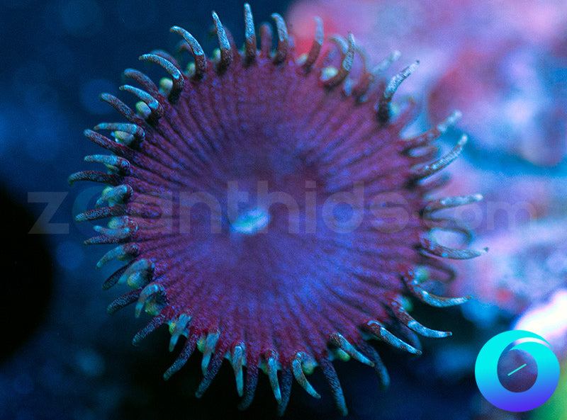 Darth Maul Porites