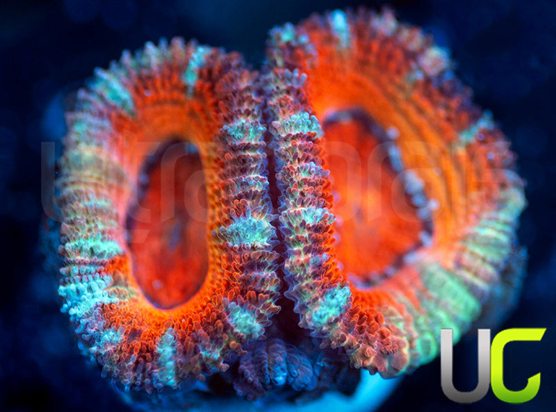 UC Party Time Micro Lord