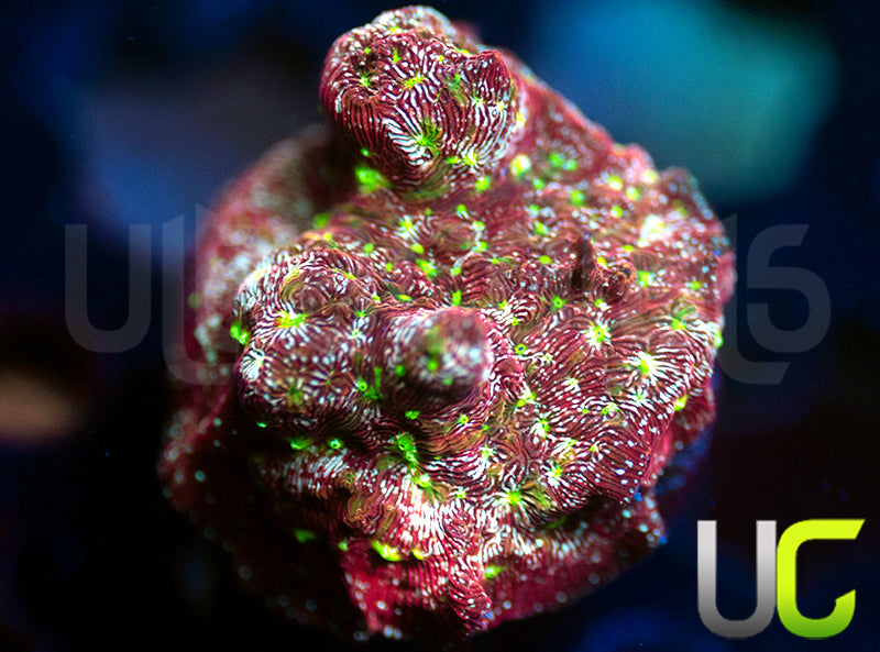 UC Red Devil Lepto