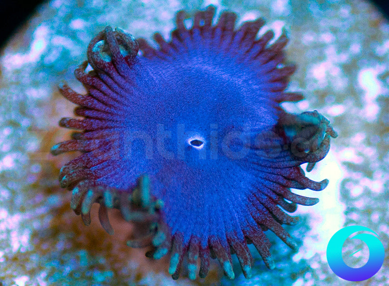 Electric Blue Proto