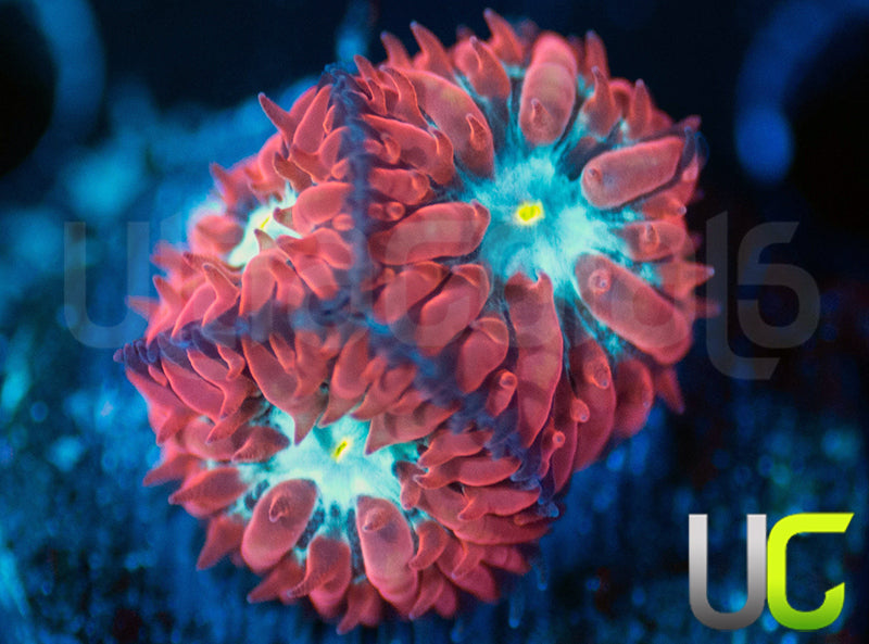 UC Azure Sky Blastos