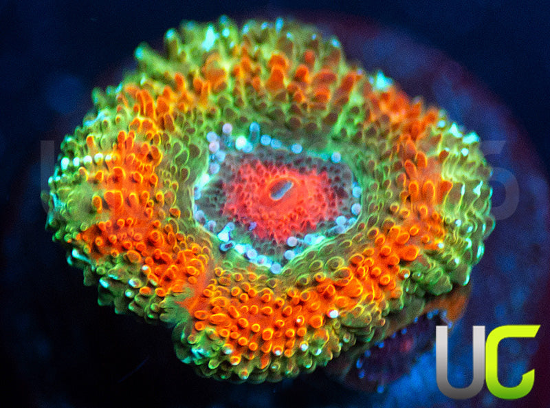 UC Bridesmaids Micro Amakusensis