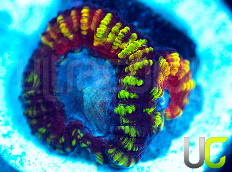 UC Double Rainbow Favia