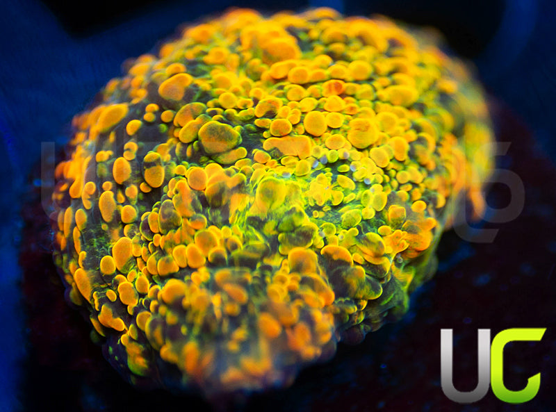 WWC Stellaria Chalice