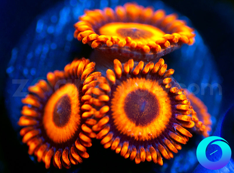 Oxides
