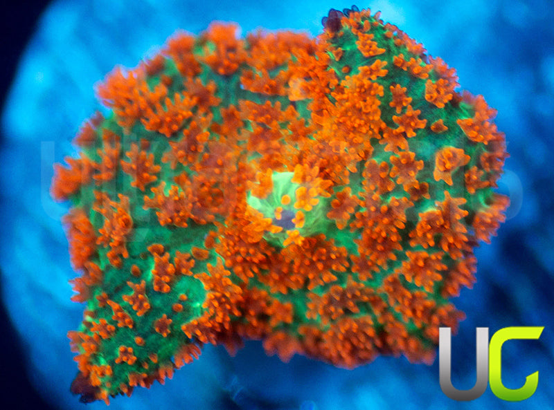 UC Flaming Jade Mushroom