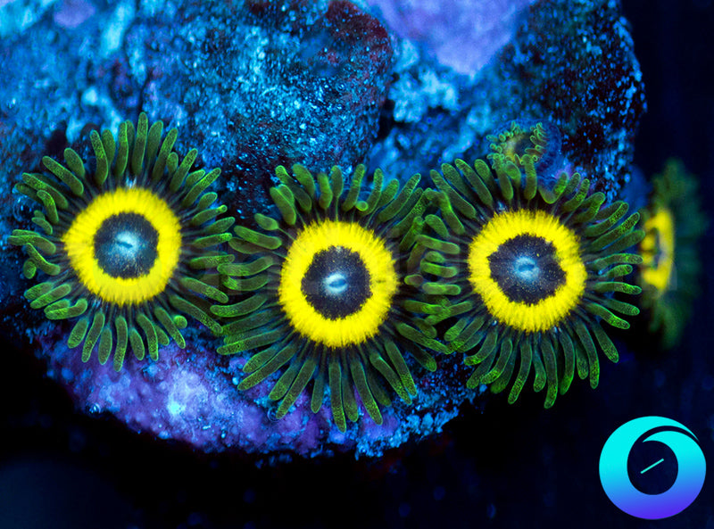GloWorms