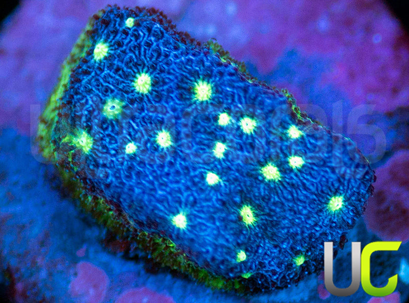 UC Nuclear Constellation Psammocora