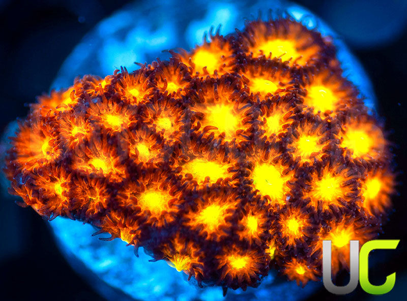 UC Dragon Ball Z Leptastrea