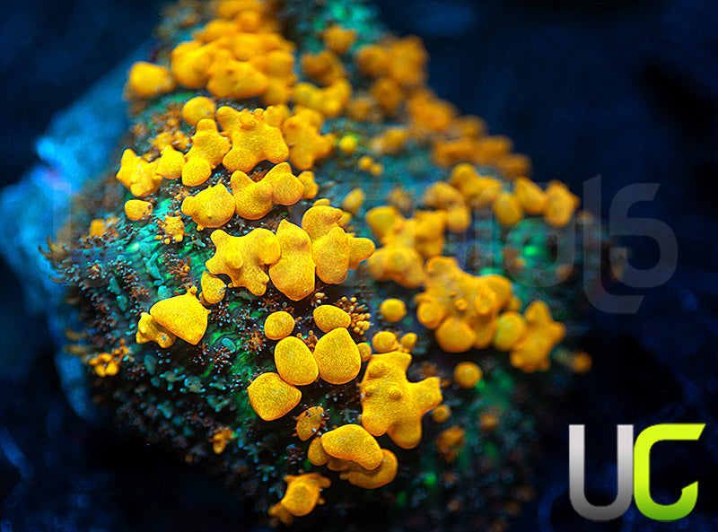 Sunkist Mushroom
