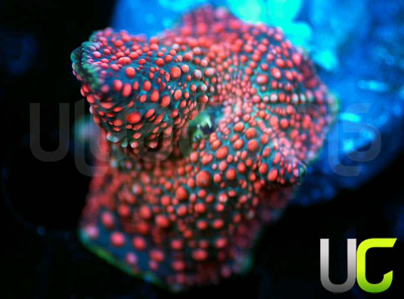 UC Crayola Explosion Mushroom