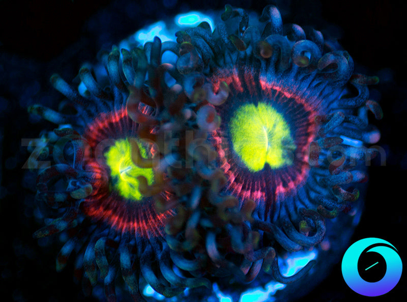 Bubblicious