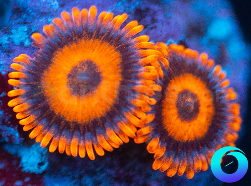 Oxides