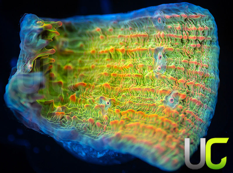 UC Livid Cupping Chalice