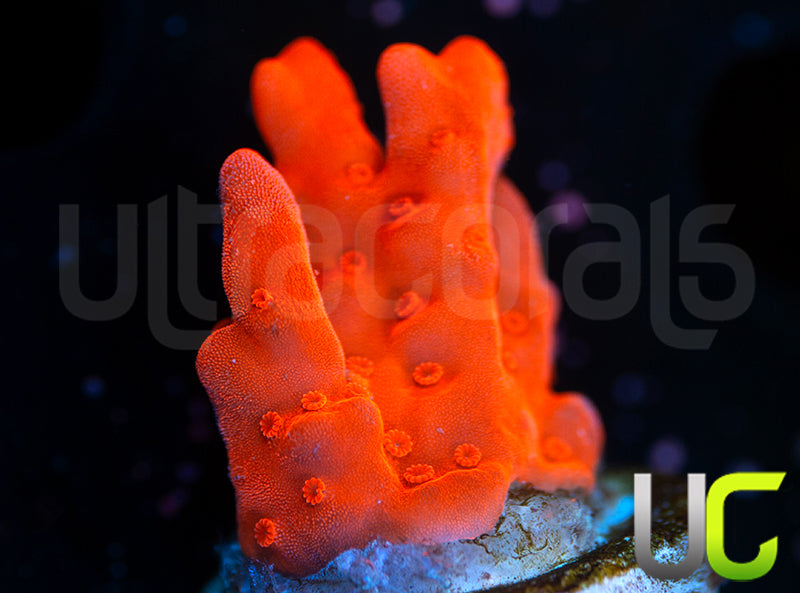 Montipora Setosa