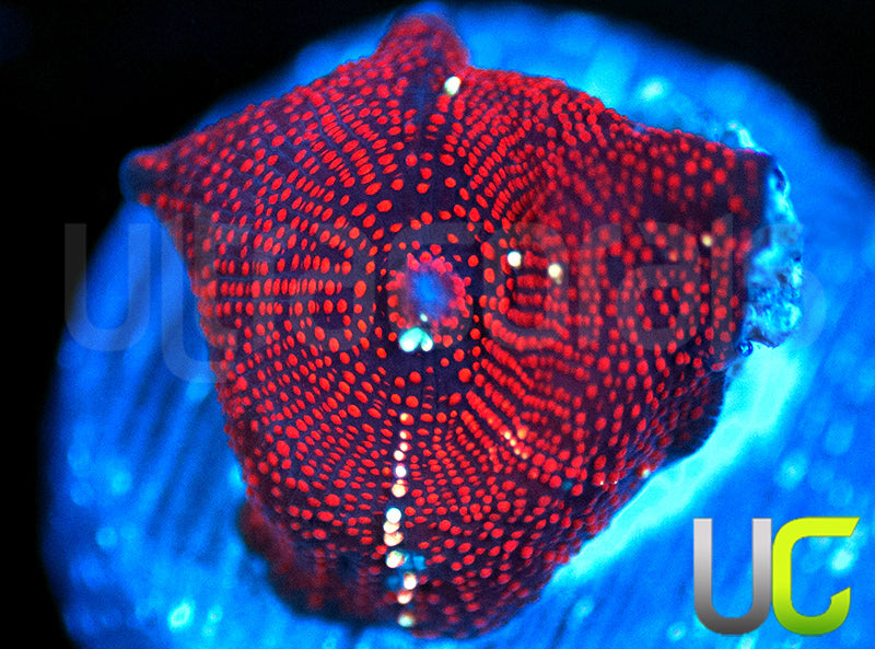 Red Devil Mushroom