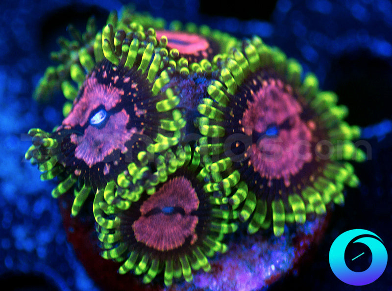 Purple Monster
