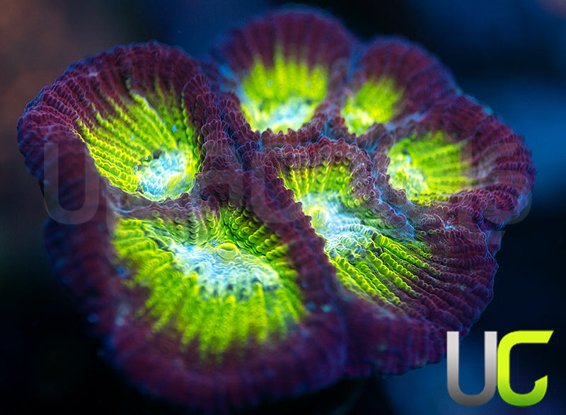 UC Regal Goniastrea