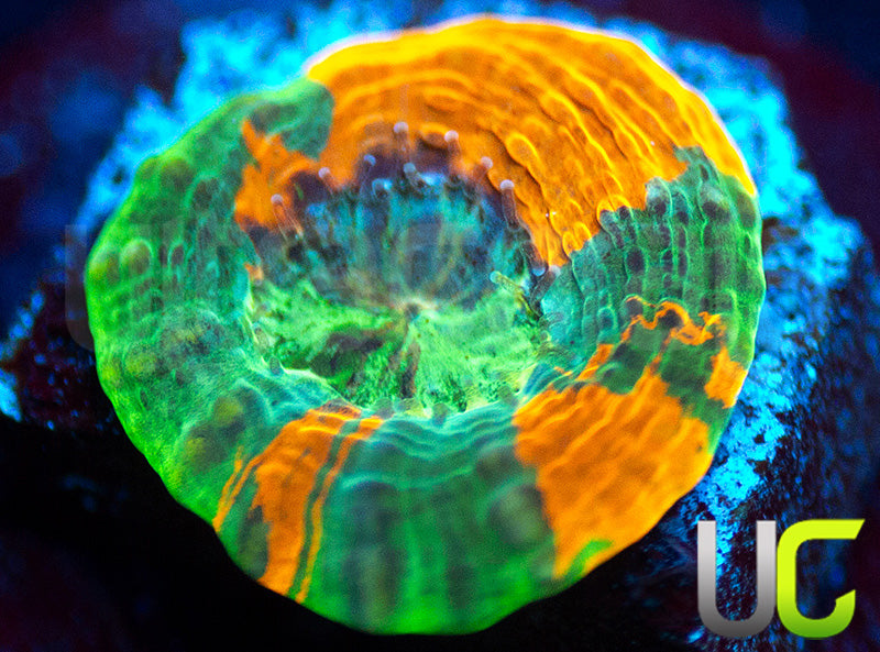 BigR Gumdrop Acan Echinata