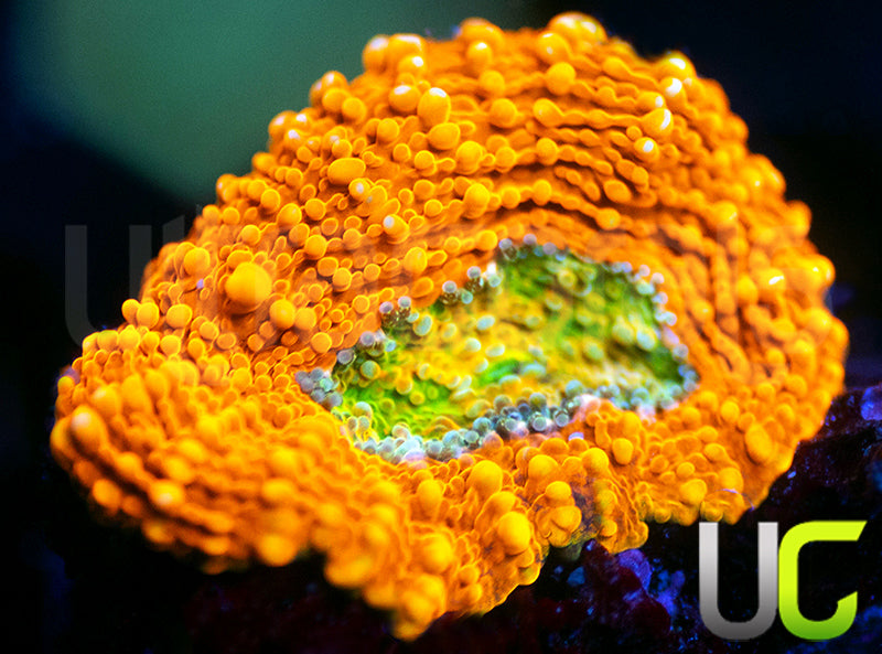 OG Pumpkin Patch Acan Echinata